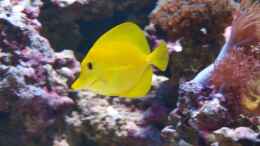 aquarium-von-christian-holtkamp-trigon-350_Zebrasoma flavescens - Zitronenflossen-Doktorfisch Hawaii Do