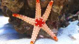 Aquarium einrichten mit Fromia nodosa - Knotiger Seestern