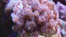 Aquarium einrichten mit Goniopora tenuidens - Blaulila Margerittenkoralle