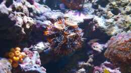 Aquarium einrichten mit Tripneustes gratilla - Pfaffenhut-Seeigel