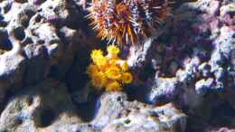 Aquarium einrichten mit Tubastrea faulkneri - Orange-gelbe Kelchkoralle