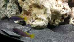 aquarium-von-volker-kleiner-malawisee_JBL Sansibar Black 26.12.2012