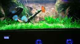 aquarium-von-matoba-nur-noch-630-liter-amazonas-beispiel_Aktuell das Becken.....