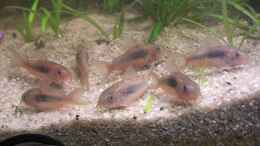 aquarium-von-matoba-nur-noch-630-liter-amazonas-beispiel_Corydoras aeneus 4,0 cm