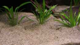 Aquarium einrichten mit Grasartige Zwergschwertpflanze / Echinodorus latifolius