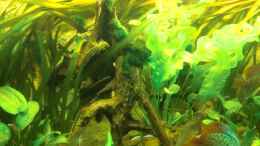 aquarium-von-sirko-fricke-450l-suedamerika_insgesamt 3 Wurzeln, hier Wurzel groß mittig