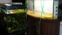 aquarium-von-sirko-fricke-450l-suedamerika_Wasser des alten Beckens und Filterbestandteile wurden gleic
