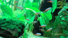 aquarium-von-sirko-fricke-450l-suedamerika_Rudelbildung der Roten? :-)
