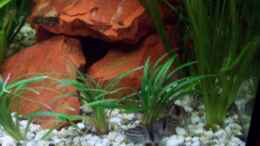 Aquarium einrichten mit Corydoras schwartzi