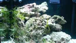 aquarium-von-zapfenmanderl-nudelwasser-aufgeloest_Mit großem Endstein am Riff, die kleinen liegen davor.