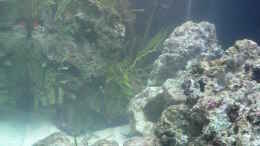 aquarium-von-zapfenmanderl-nudelwasser-aufgeloest_Seitenansicht