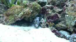 aquarium-von-zapfenmanderl-nudelwasser-aufgeloest_Feueranemone(?) mit Einsiedler;