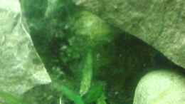 aquarium-von-leni-zahn-unterwasserwelt_selbstgebaute Höhle