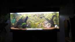 aquarium-von-dani82-becken-ii_Mittag-Licht (Bild direkt nach Inbetriebnahme)