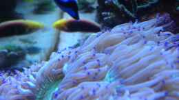 Aquarium einrichten mit Wunderkoralle