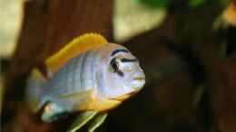 aquarium-von-m3z-vision-450_Labidochromis hongi Männchen 