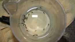 aquarium-von-m3z-vision-450_22 x Melanochromis maingano Nachwuchs 1 Tag alt