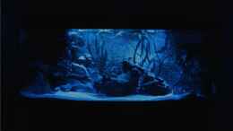 aquarium-von-m3z-vision-450_Aquarium mit Mondlicht