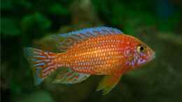 Aquarium einrichten mit Aulonocara Firefish Männchen