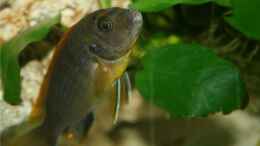 Aquarium einrichten mit Labidochromis hongi Weibchen