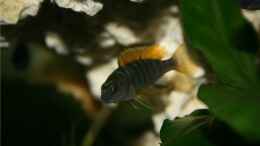 aquarium-von-m3z-vision-450_Labidochromis hongi Nachwuchs ca. 2 1/2 Monate alt. (in getr