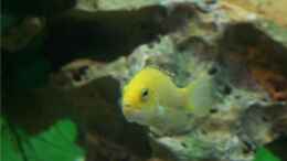 aquarium-von-m3z-vision-450_Labidochromis caeruleus Yellow Weibchen 