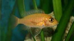 aquarium-von-m3z-vision-450_Aulonocara Firefish Weibchen