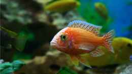 Foto mit Aulonocara Firefish Männchen
