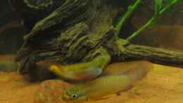 Aquarium einrichten mit 06.03.2011 - Pelvicachromis taeniatus Dehane Paar