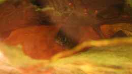 Aquarium einrichten mit 22.06.2013 - Ctenopoma acutirostre, irgendwie zwischen