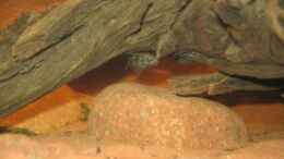 aquarium-von-db-mein-kleines-afrika_05.02.2011 - Synodontis nigriventris - ja, die schwimmen auf