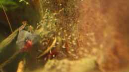 Foto mit 220.06.2013 - Pelvicachromis pulcher, der Bock beim Hüten des