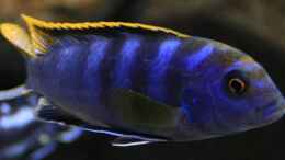 aquarium-von-zerta-malawi-dream_Labidochromis sp. Mbamba bay Alfa Männchen