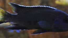 aquarium-von-zerta-malawi-dream_Pseudotropheus sp. acei black Itungi Männchen