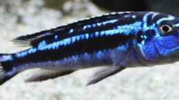 aquarium-von-zerta-malawi-dream_Pseudotropheus cyaneorhabdos Weibchen