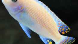 aquarium-von-zerta-malawi-dream_Metriaclima estherae Männchen