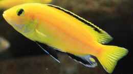 aquarium-von-zerta-malawi-dream_Labidochromis caeruleus Männchen