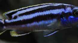 Aquarium einrichten mit Melanochromis Kaskazini Männchen (jung)