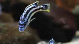 Aquarium einrichten mit Melanochromis Kaskazini