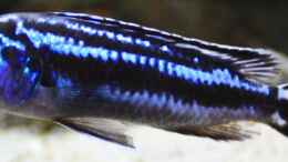 aquarium-von-zerta-malawi-dream_Pseudotropheus cyaneorhabdos Weibchen