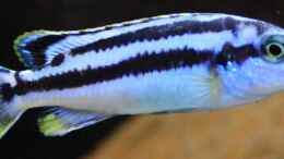 Foto mit Melanochromis Kaskazini Weibchen