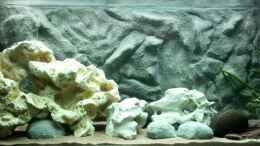 aquarium-von-roman-cavelty-becken-18794_Aquarium mit selbstgemachter Rückwand. Die Fische kommen ba