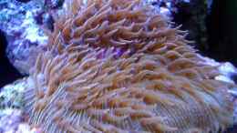 aquarium-von-snoopy2008-ocean-life_Fungia