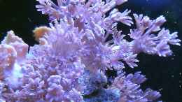 aquarium-von-snoopy2008-ocean-life_Pumpende Xenien
