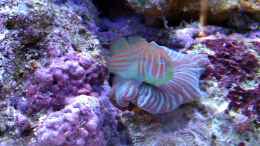aquarium-von-snoopy2008-ocean-life_Gobiodon Histrio