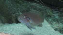 aquarium-von-malawi-tom-thommys-malawiwelt_Cynotilapia afra cobue Weibchen