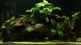 Aquarium einrichten mit XL-Mangrovenwurzel mit anubias barteri var. barteri,