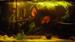 aquarium-von-nemo0109-knutis-kumpels---suedamerika_Nachtlist von IKEA, eine LED Leiste, an die Reflektoren gekl