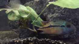aquarium-von-eginger-suedamerika-1_Cichlasoma Nicaraguense Weibchen