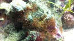 aquarium-von-sebastian-philipp-uwe-das-meerwasseraquarium_Röhrenkorallen